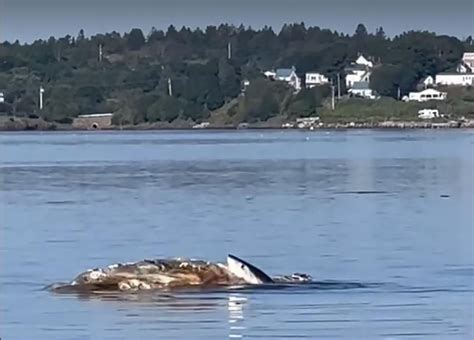 Maine resident captures nature in action in N.B. as shark snacks on whale carcass